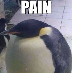 Painguin